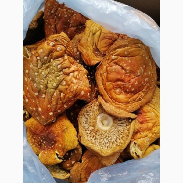 236624-4.jpg Amanita Muscaria Dried