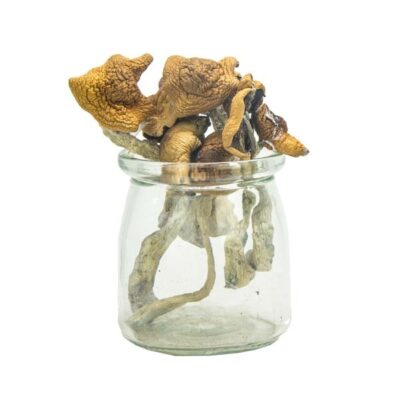 Aztec-Gods-Magic-Mushrooms-Premium.jpg Aztec Gods Magic Mushrooms