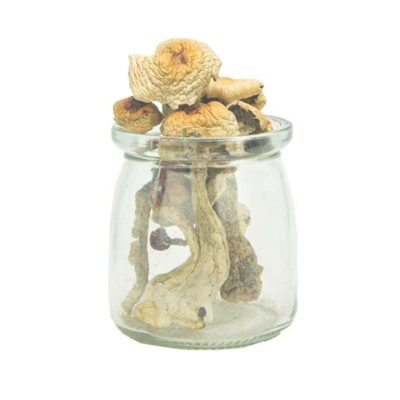 Golden-Penis-Envy-Magic-Mushrooms-PREMIUM.jpg Penis Envy Magic Mushrooms