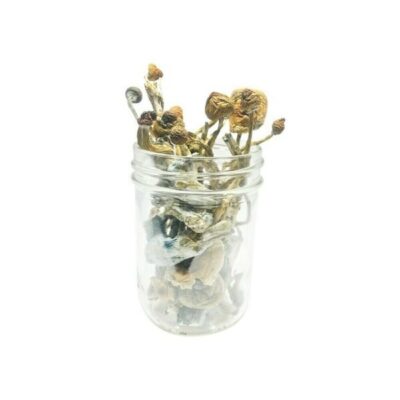 Transkei Magic Mushrooms