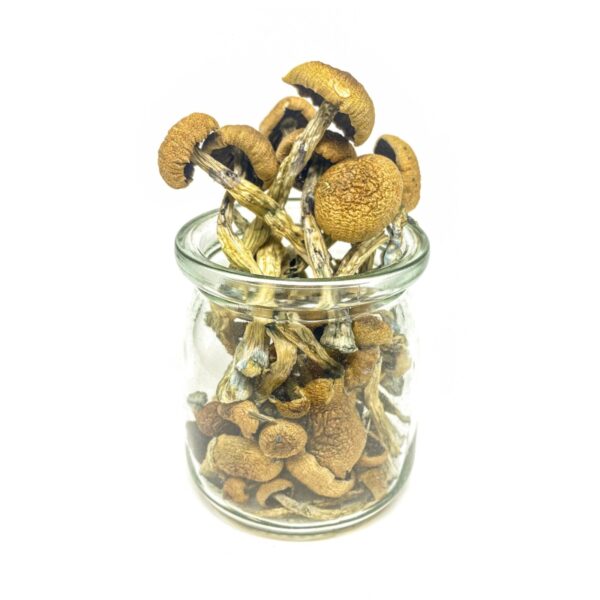 Penis Envy Magic Mushroom