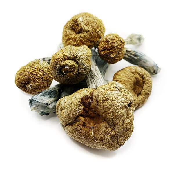 Penis Envy Magic Mushroom