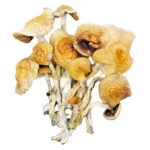 Psilocybe Azurescens
