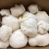 LionsMane-_1.jpg Lion's Mane Mushroom