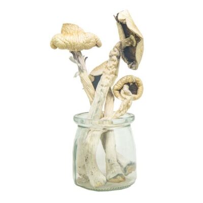 PES-Hawaiian-Magic-Mushrooms.jpg Hawaiian Magic Mushrooms