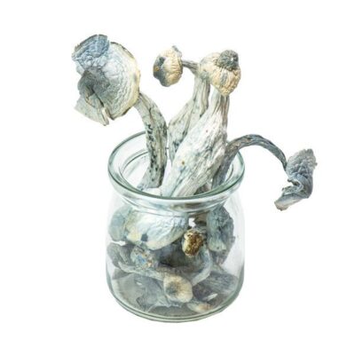 apes-mungus.jpg Albino Penis Envy