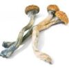 Mexicana Mushrooms