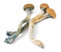 Mexicana Mushrooms