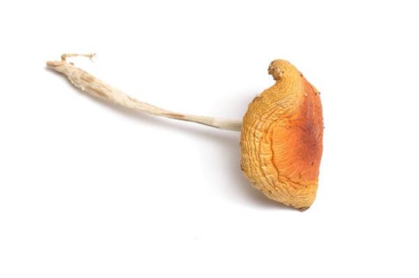 istockphoto-1469545841-612x612-1.jpg Amanita Muscaria Dried