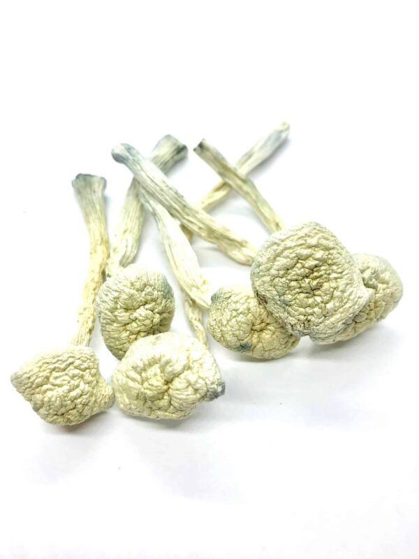 koko.jpg Albino Magic Mushroom