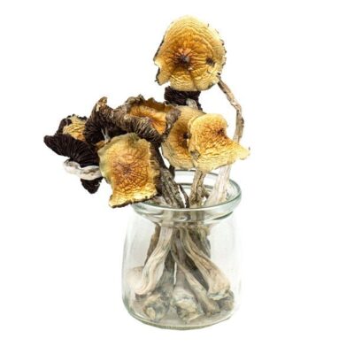 mung-5-6.jpg Golden Emperor Mushrooms