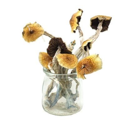 mung-9.jpg Psilocybe Azurescens