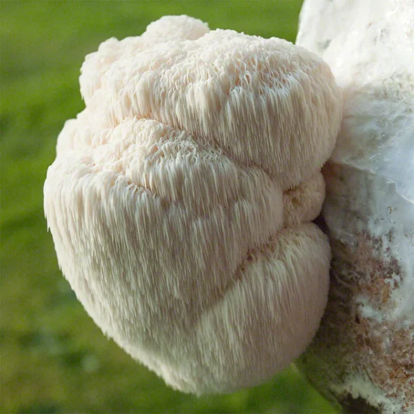 poi.webp Lion's Mane Mushroom