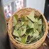 Coca leaves